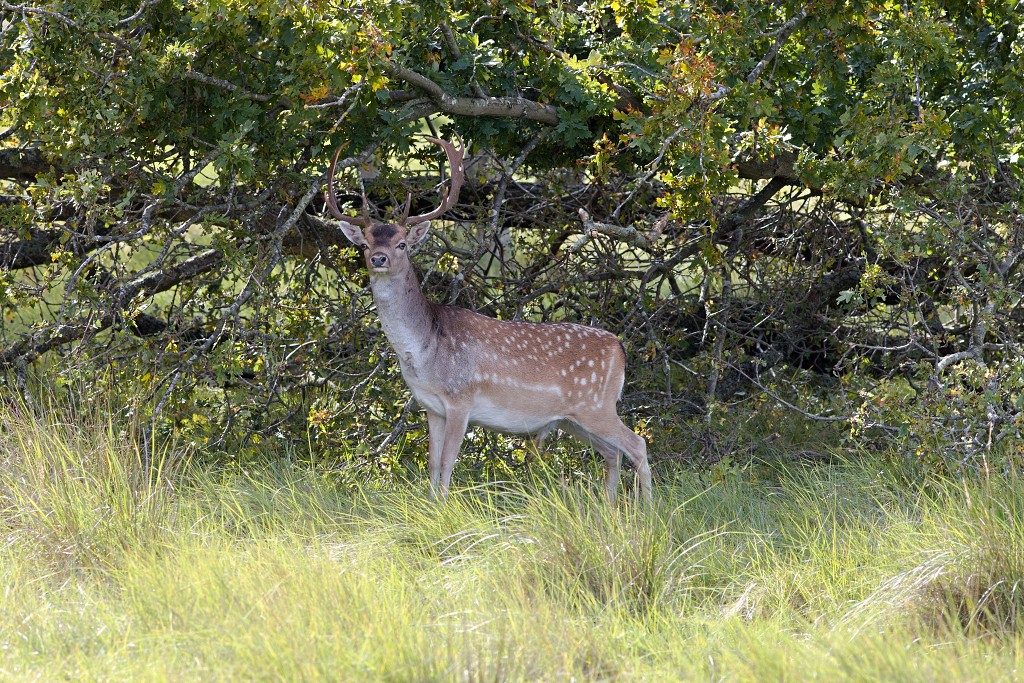 AWD Amsterdamse Waterleidingduinen natuurgebied polder bos vos hert herten damhert duinen zandvoort waterwingebied